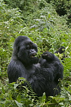 Mountain Gorilla (Gorilla gorilla beringei) silverback eating vegetation, Parc National des Volcans, Rwanda