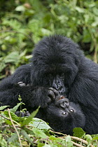 Mountain Gorilla (Gorilla gorilla beringei) mother grooming one year old baby, Parc National des Volcans, Rwanda