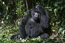 Mountain Gorilla (Gorilla gorilla beringei) female scratching head, Parc National des Volcans, Rwanda