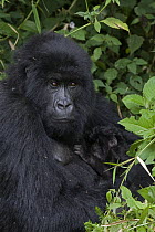 Mountain Gorilla (Gorilla gorilla beringei) mother and infant, Parc National des Volcans, Rwanda