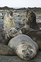 Southern Elephant Seal (Mirounga leonina) juveniles sparring, Sandy Bay, Macquarie Island, Subantarctic, Australia