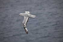 Southern Fulmar (Fulmarus glacialoides) flying, east Antarctica