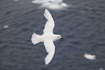 Snow Petrel (Pagodroma nivea) flying, east Antarctica
