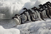 Adelie Penguin (Pygoscelis adeliae) group entering water, Possession Islands, northen Ross Sea, Antarctica