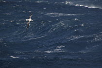 Southern Royal Albatross (Diomedea epomophora) flying on storm tossed sea, New Zealand