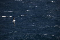 Royal Albatross (Diomedea epomophora) flying on storm tossed sea, New Zealand
