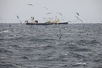 Shy Albatross (Thalassarche cauta) group congregate around fishing vessel, New Zealand