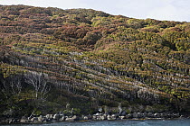Rata Tree (Metrosideros sp) group showing wind shear, Auckland Islands, New Zealand
