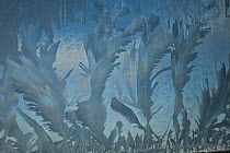 Frost crystal patterns on glass, Ross Sea, Antarctica
