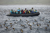 King Penguin (Aptenodytes patagonicus) group and tourists in zodiac, Lusitania Bay, Macquarie Island, Subantarctic, Australia