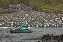 King Penguin (Aptenodytes patagonicus) colony and tourists, Lusitania Bay, Macquarie Island, Subantarctic, Australia