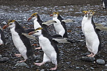 Royal Penguin (Eudyptes schlegeli) group walking on beach, Sandy Bay, Macquarie Island, Subantarctic, Australia