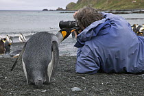 King Penguin (Aptenodytes patagonicus) investigating photographer, Sandy Bay, Macquarie Island, Subantarctic, Australia