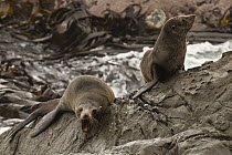 New Zealand Fur Seal (Arctocephalus forsteri) pair, Kaikoura, North Canterbury, New Zealand
