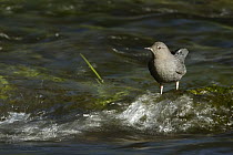 American Dipper (Cinclus mexicanus) standing on rock in mountain stream, Troy, Montana