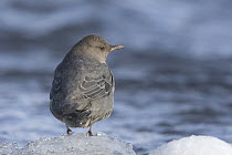 American Dipper (Cinclus mexicanus) on ice edge, Yellowstone National Park, Wyoming