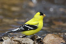 American Goldfinch (Carduelis tristis) on shoreline, Westby, Montana