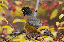 American Robin (Turdus migratorius) male in tree surrounded by ripe fruit, Troy, Montana
