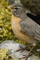 American Robin (Turdus migratorius) female, Troy, Montana