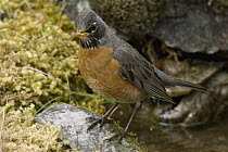 American Robin (Turdus migratorius) near a water source, Troy, Montana