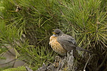 American Robin (Turdus migratorius) female, Troy, Montana