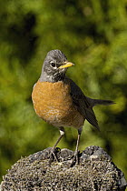 American Robin (Turdus migratorius) male, Troy, Montana