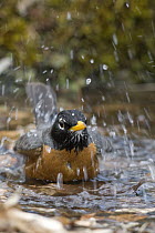 American Robin (Turdus migratorius) bathing, Troy, Montana