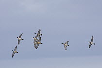 American Wigeon (Anas americana) flock in spring courtship flight, Fairfield, Montana