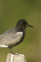 Black Tern (Chlidonias niger) on fence post, eastern Montana