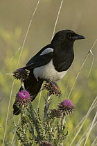 Black-billed Magpie (Pica pica) perching on blooming thistle, western Montana