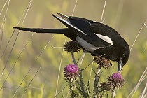 Black-billed Magpie (Pica pica) feeding on blooming thistle, western Montana