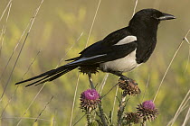 Black-billed Magpie (Pica pica) perching on blooming thistle, western Montana