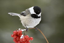 Black-capped Chichadee (Poecile atricapillus) perching on snow-covered berries, western Montana