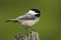 Black-capped Chichadee (Poecile atricapillus) in spring, western Montana