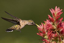 Black-chinned Hummingbird (Archilochus alexandri) female feeding on Indian Paintbrush (Castilleja attenuata), western Montana