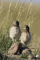 Burrowing Owl (Athene cunicularia) pair of owlets, central Montana
