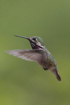 Calliope Hummingbird (Stellula calliope) male hovering, western Montana