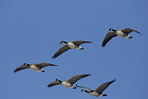 Canada Goose (Branta canadensis) flock flying, central Montana