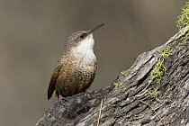 Canyon Wren (Catherpes mexicanus) perching on log, western Montana