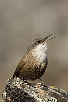 Canyon Wren (Catherpes mexicanus) singing, western Montana