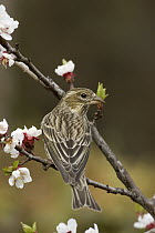 Cassin's Finch (Carpodacus cassinii) female perching on blossom covered branch, western Montana