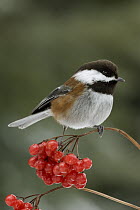 Chestnut-backed Chickadee (Poecile rufescens) in winter on berries, western Montana