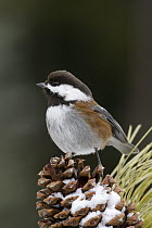 Chestnut-backed Chickadee (Poecile rufescens) on pine cone, western Montana