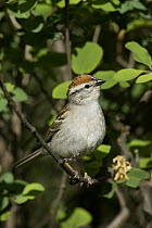 Chipping Sparrow (Spizella passerina), western Montana