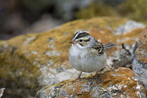 Clay-colored Sparrow (Spizella pallida) on a lichen covered rock, eastern Montana