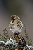 Common Redpoll (Carduelis flammea) perching on pine cone, western Montana