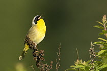Common Yellowthroat (Geothlypis trichas) male singing, western Montana