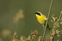 Common Yellowthroat (Geothlypis trichas) male perching on reeds, western Montana