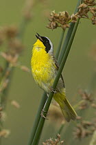 Common Yellowthroat (Geothlypis trichas) male singing on reeds, western Montana
