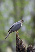 Cooper's Hawk (Accipiter cooperii) male perching on a snag, western Montana